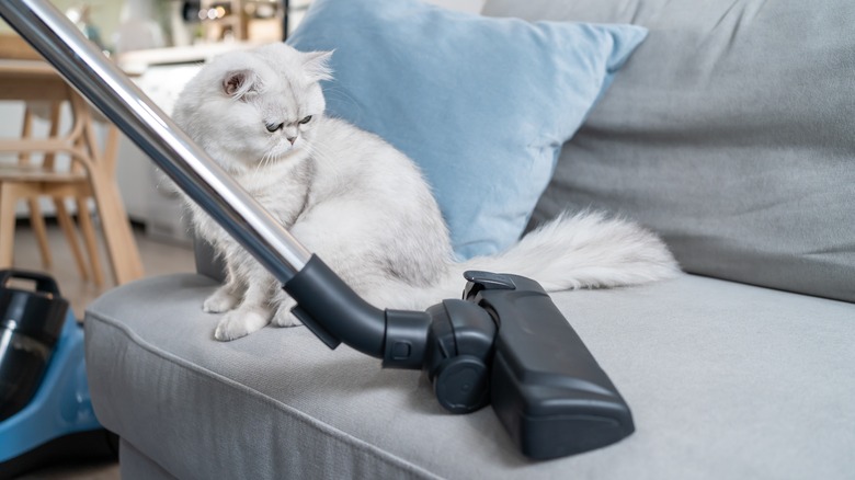 Cat suspicious of vac