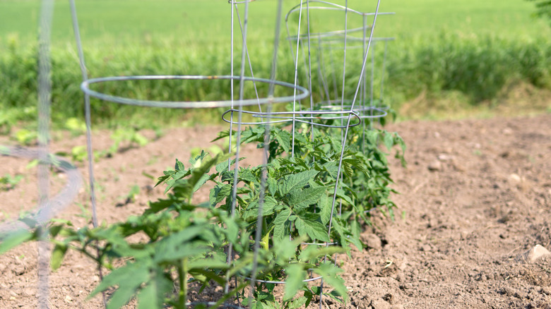 Tomato plants in cages