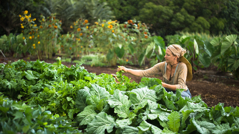 woman checking her crops