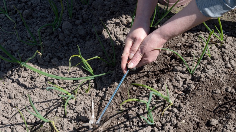 person using a cultivator for tillage