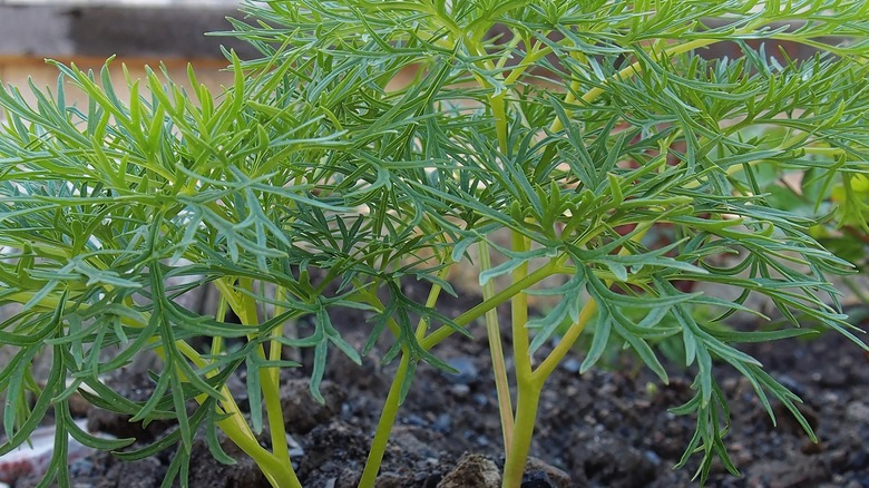 young kochia bush