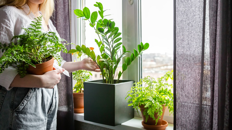 Person holding plants in window