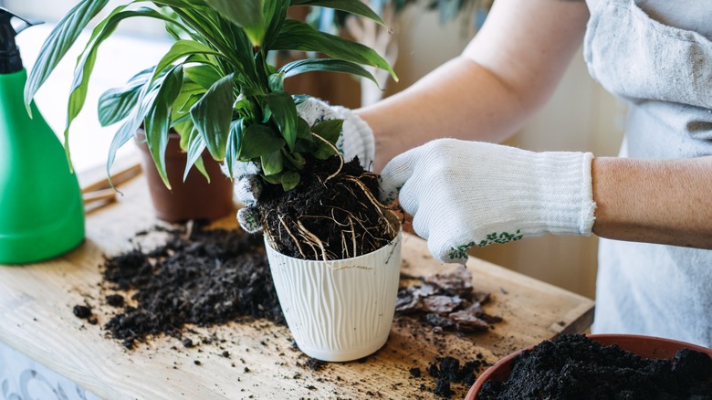 Gloved hands removing potted plant