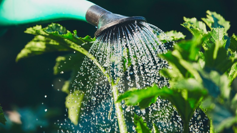 Watering plants in garden 