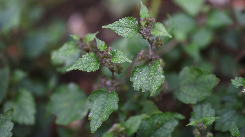 A mulberry weed plant with tiny purple flowers