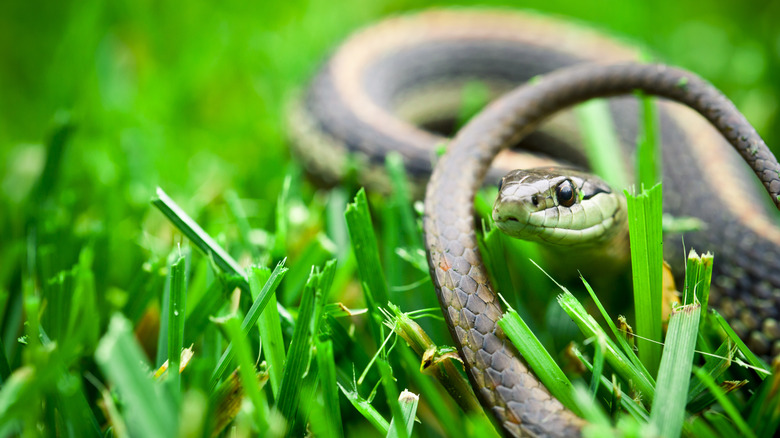 Snake in yard