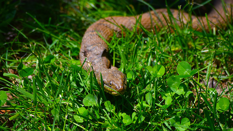 Snake in grass