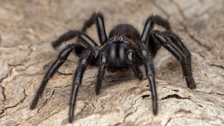 Sydney funnel-web spider