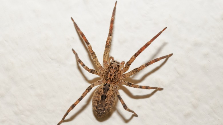 hobo spider on ceiling 