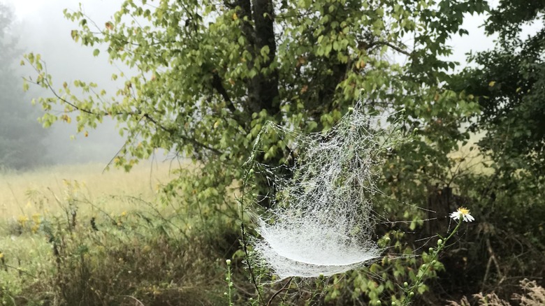 funnel web