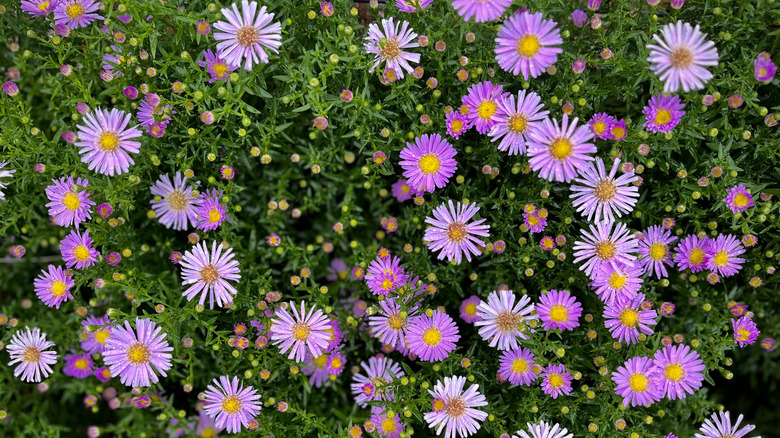 flowering purple asters