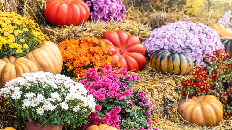 mums blooming with pumpkins