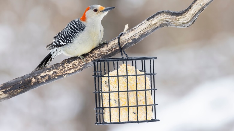 Bird on branch with suet feeder