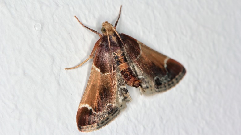 Moth closeup