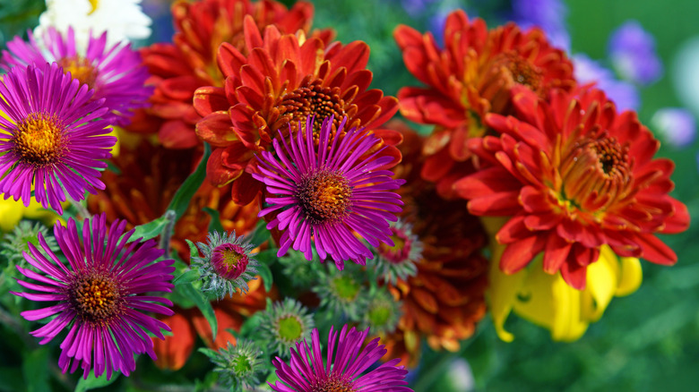 Asters and mums 