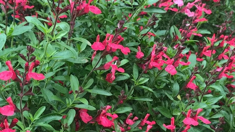 Pink autumn sage