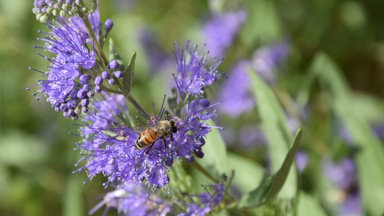 Bluebeards with bee