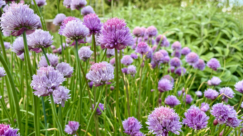 Purple blossoming chives 