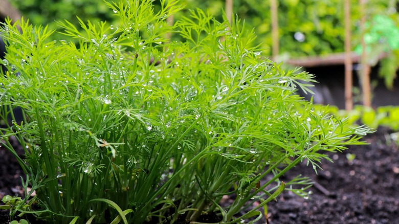 Dill in garden