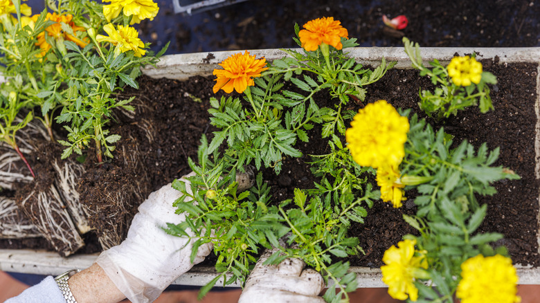 Planting marigolds in soil 