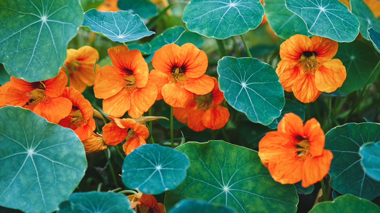 Lush orange nasturtiums 