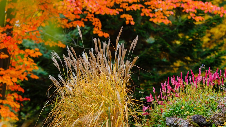 Miscanthus sinensis