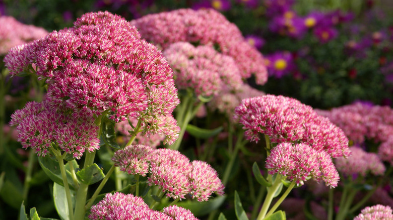 Pink and white sedum flowers