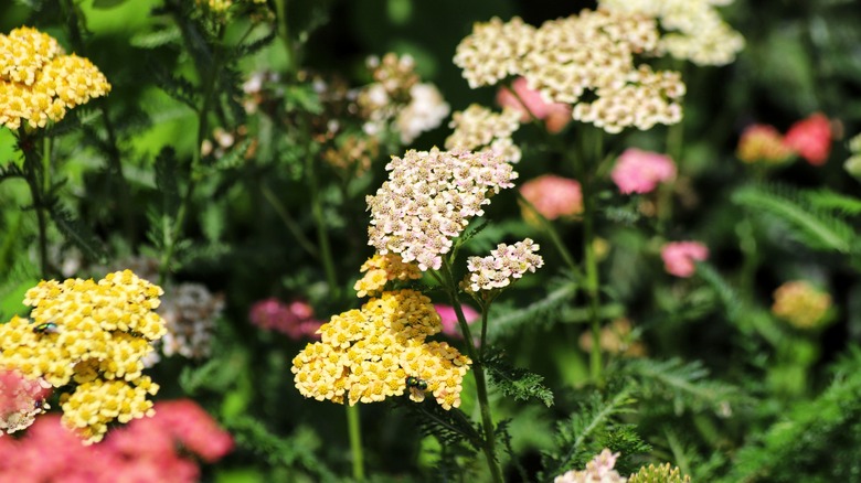 Yellow and white yarrow flowers