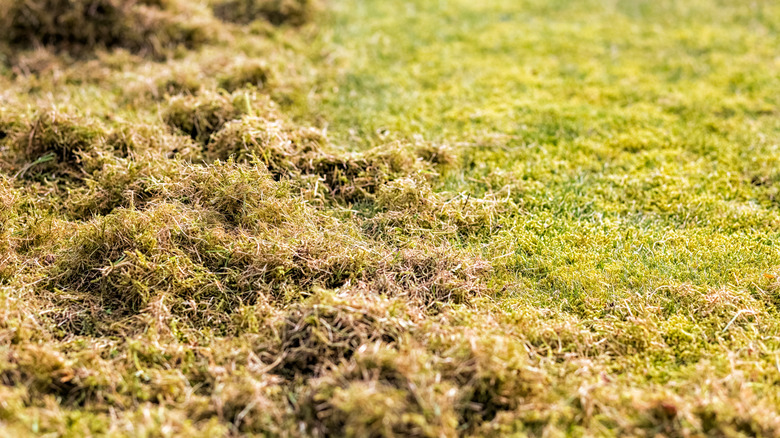 Grass clippings from dethatched lawn