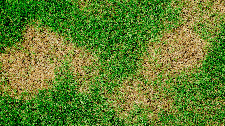 Green grass with yellow spots