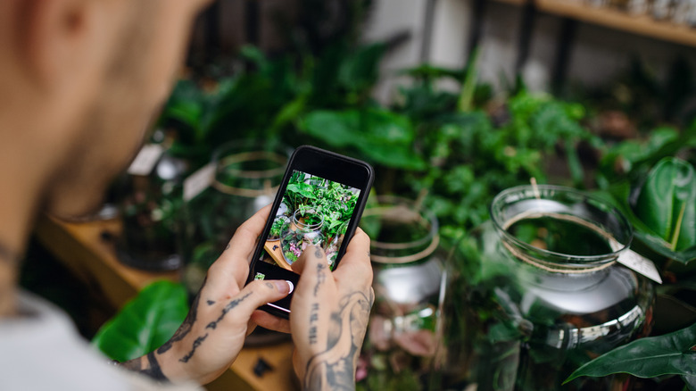 A man takes a picture of plants on a table.