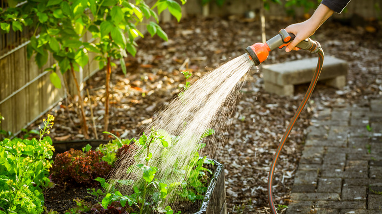 Person watering garden with hose