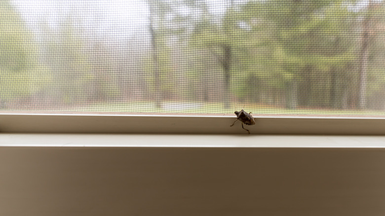 Stink bug on window sill