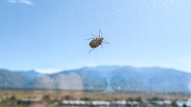 Stink bug on window pane