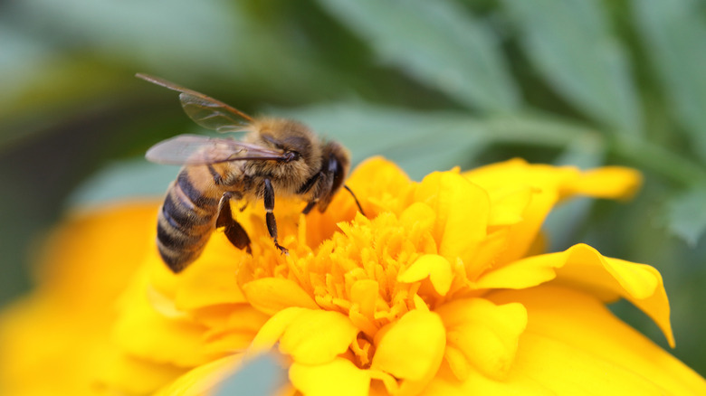 Bee on top of marigold flower