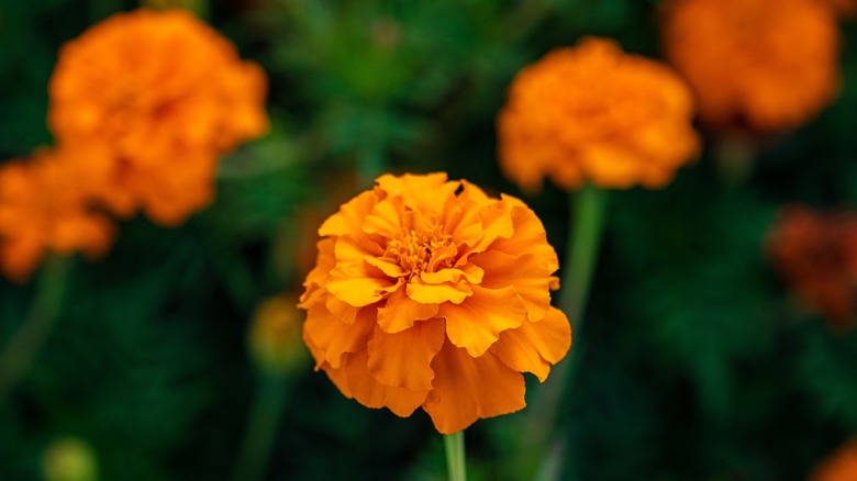 A blooming marigold