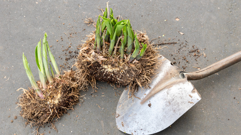 Two freshly dug up clumps of a flowering perennial, split in two beside shovel