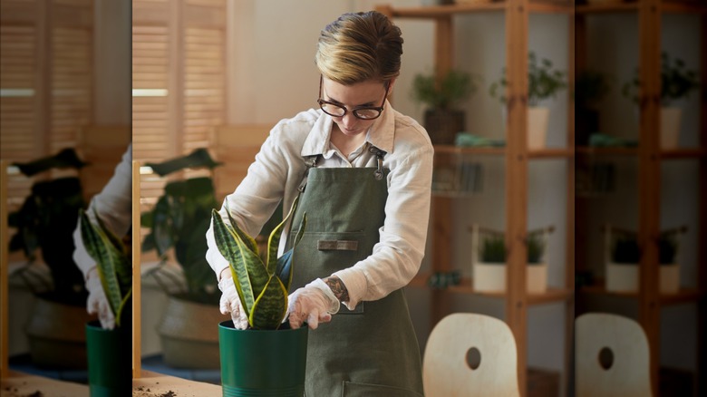 A young woman potting a Dracaena plant at home