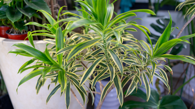 A large Dracaena plant