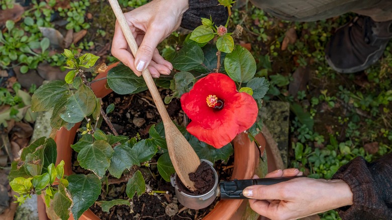 adding coffee grounds to hibiscus