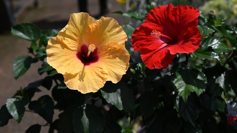 thriving hibiscus flowers red yellow