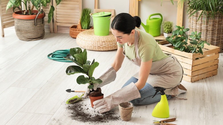 woman repotting houseplant