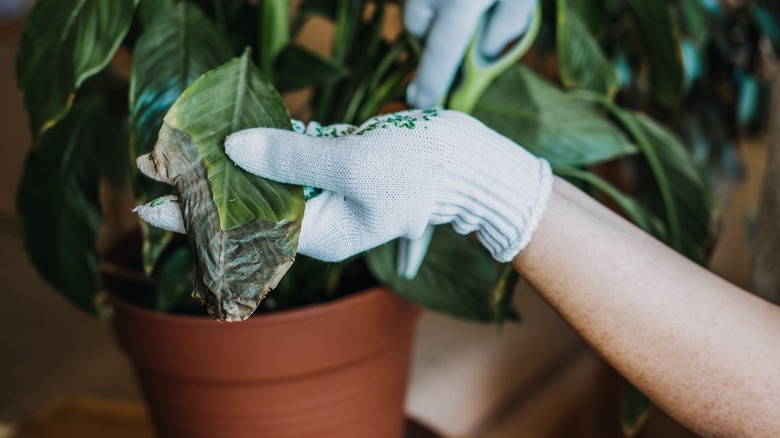 glove holding a houseplant with browning leaves 