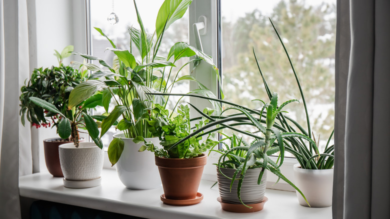 houseplants in window sill