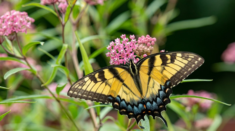 Butterfly on milkweed