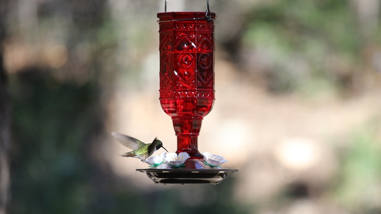 Hummingbird nectar feeder