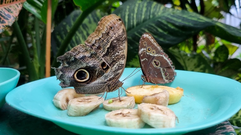 Butterflies eating banana slices