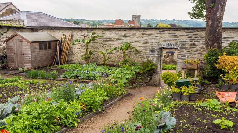 A walled kitchen garden is in bloom at Cardigan Castle