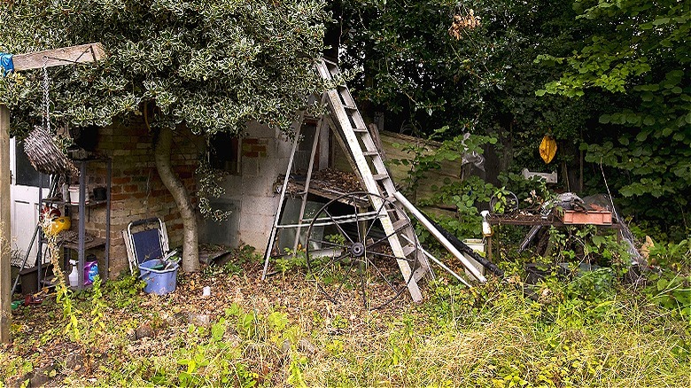 Overgrown and cluttered yard