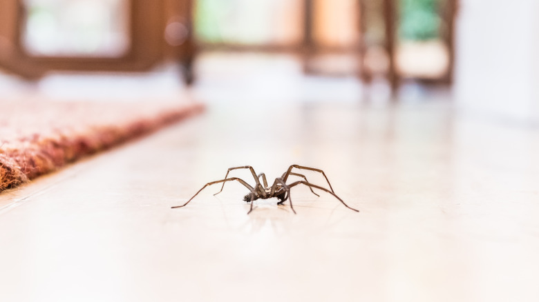 A spider crawls on a white floor